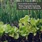 Winter Vegetable Gardening: Grow Fresh Flavor All event image
