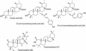 Image result for Pleiocarpa