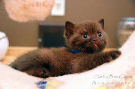 Cooper Chocolate British Shorthair At 5 Weeks Kittens Cutest British Shorthair Cats Baby Kittens
