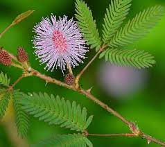 Sensitive Plant Seeds Mimosa Pudica Shy Plant Touch Me Etsy In 2021 Plants Touch Me Not Plant Sensitive Plant