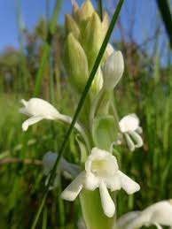 Image result for Satyrium buchananii