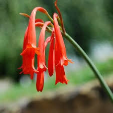 Image result for Cyrtanthus galpinii