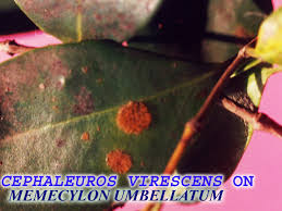 Image result for Memecylon sp. C