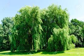 Tristis ), which is a cultivar of the white willow ( s. Weeping Willows Salix Alba Tristis In Summer Stock Photo Picture And Royalty Free Image Image 20833543