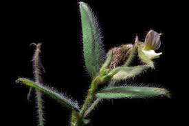 Image result for Blepharis reekmansii