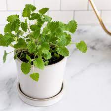 They might look thin when you first plant them, but they will need the room to grow and will soon fill out the space. Tips For Growing Catnip Inside