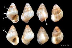 Image result for Gnidia inconspicua