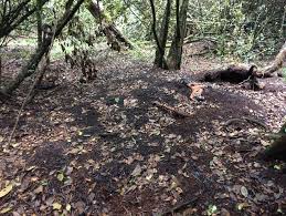 Image result for Cassipourea ruwensorensis