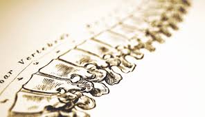 Image result for Chiropractic images