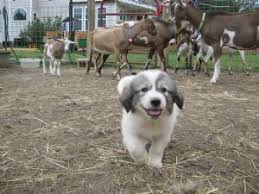 Great pyrenees are independent & affectionate with their owners. Great Pyrenees Puppies For Sale