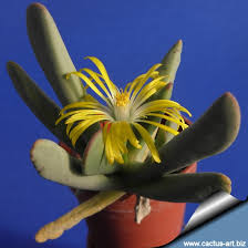 Image result for Hereroa