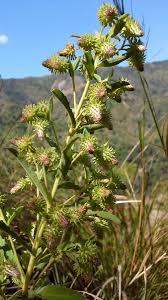 Image result for Laggera