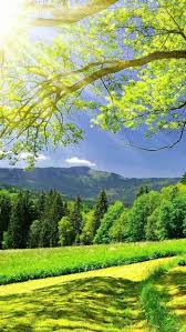 spring desktop backgrounds blooming tree sun shining green grass trees phone wallpaper in 2020 beautiful nature wallpaper beautiful landscapes nature wallpaper nature wallpaper