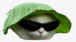 We did not find results for: Cat Meme Png Images Free Transparent Cat Meme Download Kindpng