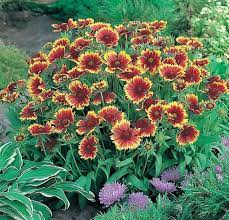Benih Bunga Gaillardia Goblin Plants High Country Gardens Landscape Boarders