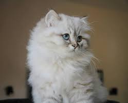 Ip Hop Male British Longhair Seal Tabby Point Cat Chat Animal Babycat Kitten Bordeaux Britishlonghair Colorpoint Ar Chat Chaton British Longhair