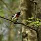 Birding along the Lake Trail