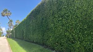 Which privacy plant is best for you? Tips Advice Blog