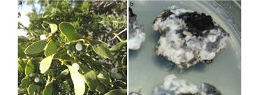 Image result for Viscum tuberculatum