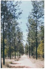 Image result for Callitris