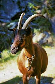 This chamois colored goat breed is one which belongs to the mountain goat breed type. Chamois Coloured Goat Wikipedia