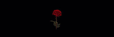 Black Background With Rose In Middle Rose In The Middle Of Darkness Outdoor Natural Sweeteners Eat Meat