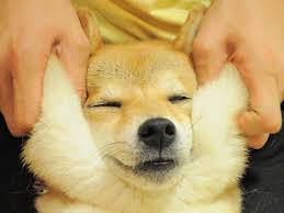 ボード fav un chien のピン