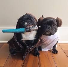 Luke Skywalker And Princess Leia Pet Halloween Costumes Pet Costumes Dog Halloween Costumes