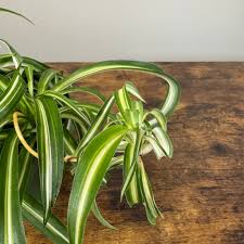 Image result for Chlorophytum galpinii