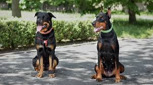 doberman pinscher vs rottweiler breed differences