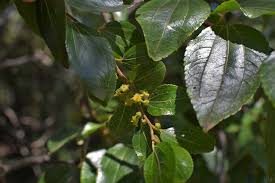 Image result for Ziziphus mucronata