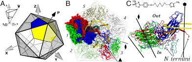 Rhinovirus rhinovirus molecular surface of a rhinovirus, showing protein spikes virus classification group: Long Distance Correlations Of Rhinovirus Capsid Dynamics Contribute To Uncoating And Antiviral Activity Pnas