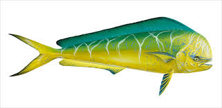 Its meat is wheatish in colour. Mahi Mahi Dolphinfish El Dorado Fine Art Reproduction Jenny Berry Marine Life Artist
