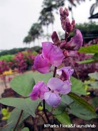 Image result for Lablab purpureus