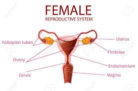This diagram depicts female human anatomy 744×1116 with parts and labels. Anatomical Banner Female Reproductive System Detailed Woman S Genitals With All Important Components And Parts Isolated On White Background Medical Educational Aid Vector Realistic Illustration Royalty Free Cliparts Vectors And Stock Illustration