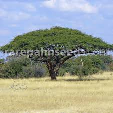 Image result for Acacia eriocarpa