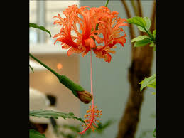 Image result for Hibiscus schizopetalus