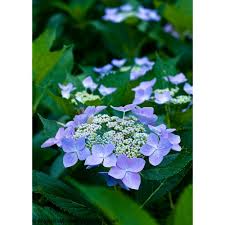These can require extra watering during the hot and dry summer days in southern states. Proven Winners 1 Gal Let S Dance Starlight Bigleaf Hydrangea Macrophylla Live Shrub Blue Or Pink Flowers Hydprc3016101 The Home Depot