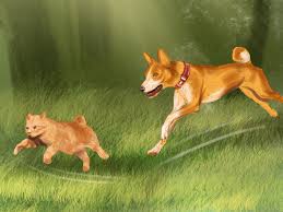 See full list on dogtime.com How To Identify A Basenji Dog 13 Steps With Pictures Wikihow