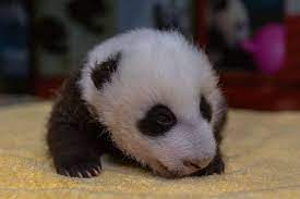 Sshh He Can Hear You National Zoo S Baby Giant Panda Turns 8 Weeks Old Wtop