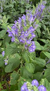 Image result for Scutellaria violascens