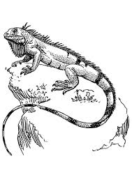 Your child will love coloring his favorite zoo animals. Coloring Page Iguana Free Printable Coloring Pages Img 16643