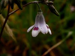 Image result for Tecophilaeaceae