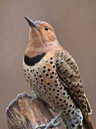 Bird With Red Dot On Back Of Head Female Northern Flicker I Looked At This And Wondered Why I Am So Attracted By Birds And I Realized It S B Northern Flicker Backyard Birds Beautiful Birds