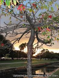 Image result for Bombax