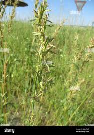 Image result for Cymbopogon caesius