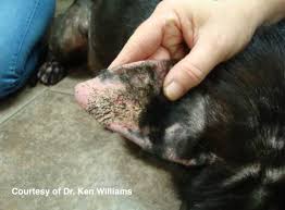 Image result for scabies dogs detail