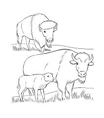 Maybe you would like to learn more about one of these? Free Printable Bison Coloring Pages For Kids Animal Coloring Pages Animals Coloring Pages Cute Animal Coloring Pages