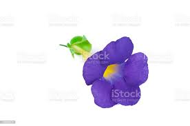 Image result for Thunbergia battiscombei