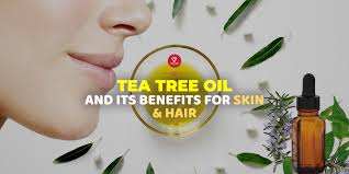 Tea tree essential oil has antibacterial, antiseptic, and antiviral properties which may help you deal with bacteria and other microorganisms that could be if you're still unsure about what tea tree essential oil can do for you, let's get into it! Tea Tree Oil And Its Benefits For Skin Hair 7pranayama Com